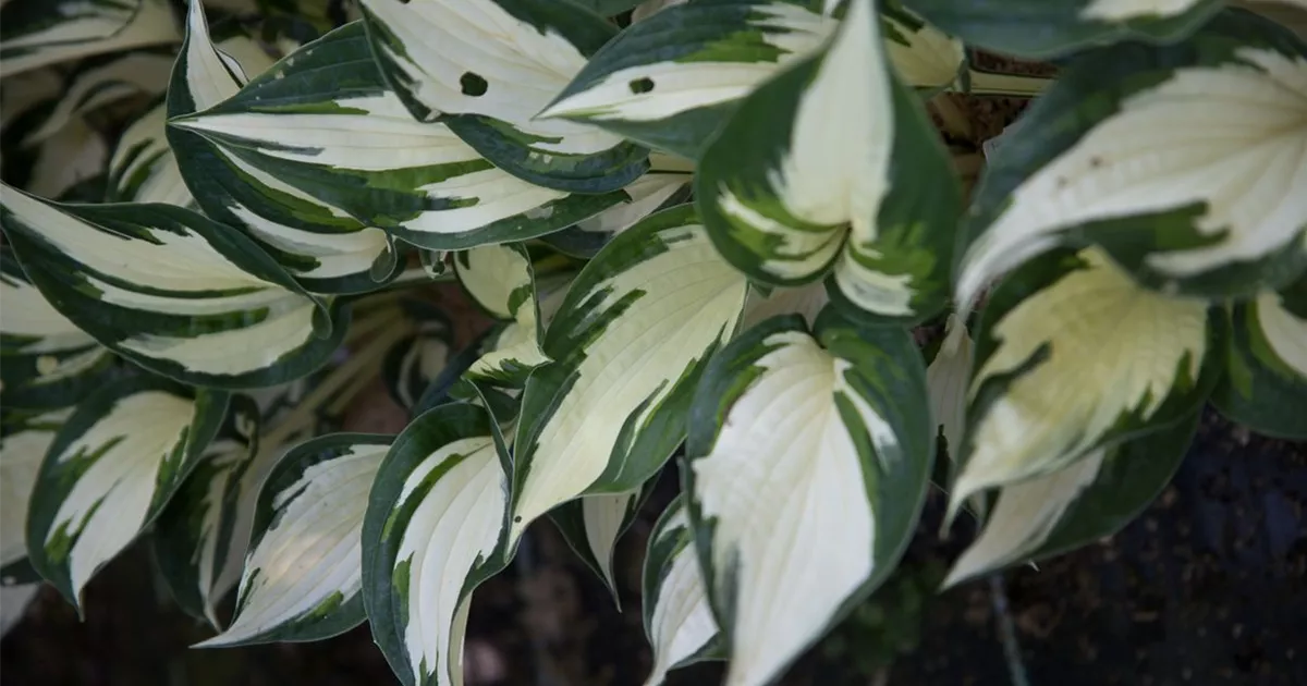 Hosta X Fortunei Fire And Ice