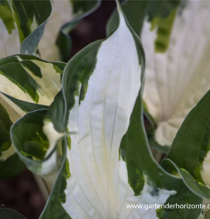 Hosta X Fortunei Fire And Ice