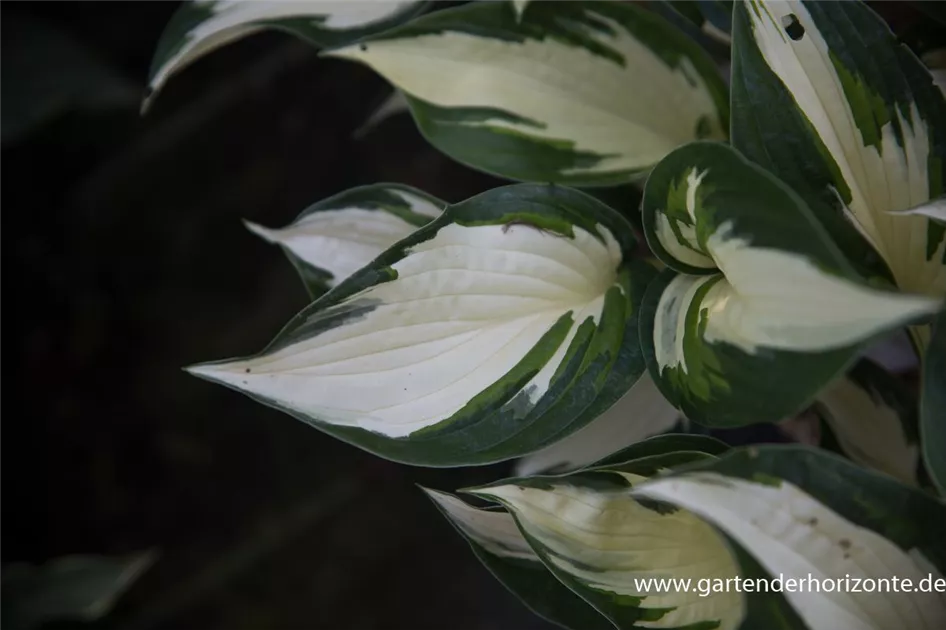 Hosta X Fortunei Fire And Ice