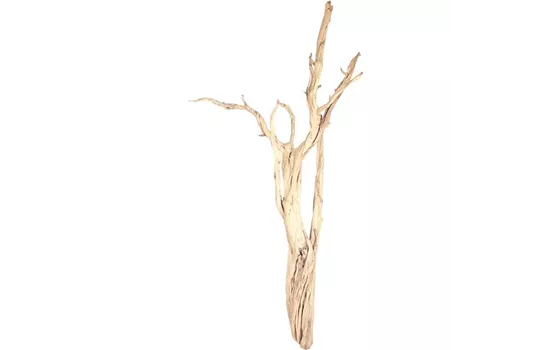 fleur ami Ghostwood, sandgestrahlt, verzweigt, 90-100 cm fleur ami Ghostwood, sandgestrahlt, verzweigt, 90-100 cm