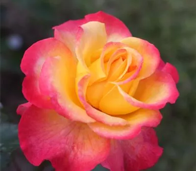 Rosa 'Flaming Star' -R- BT V