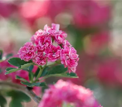Crataegus laevigata 'Paul's Scarlet' Crataegus laevigata 'Paul's Scarlet'