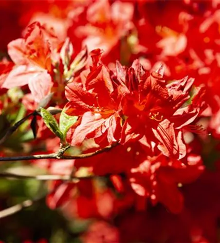 Rhododendron lut.'Fireball' I