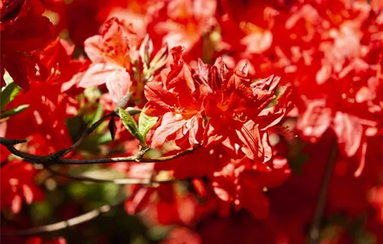 Rhododendron lut.'Fireball' I Rhododendron lut.'Fireball' I