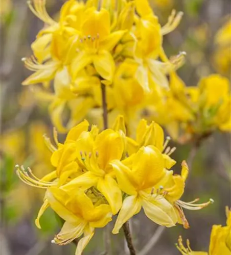 Rhododendron lut.'Golden Sunset' II