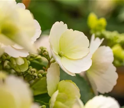 Hydrangea macrophylla 'Runaway Bride'