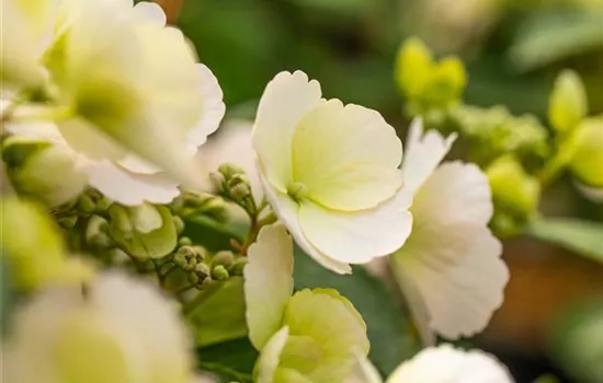 Hydrangea macrophylla 'Runaway Bride'