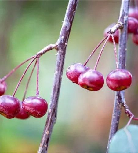 Malus 'Profusion'
