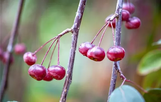 Malus 'Profusion' Malus 'Profusion'