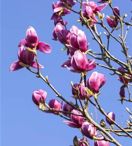 Magnolia liliiflora 'Nigra'