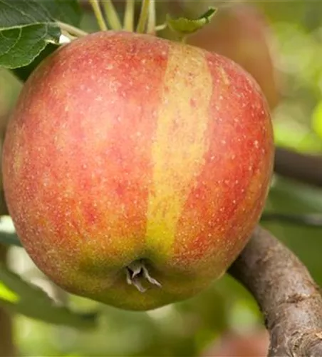 Malus 'Holsteiner Cox' CAC