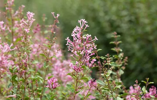 Syringa Bloomerang -R- 'Pink Perfume' Syringa Bloomerang -R- 'Pink Perfume'