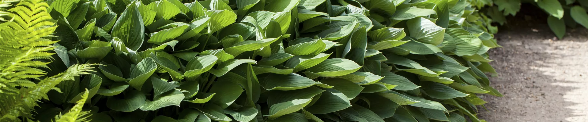 Hosta Hosta