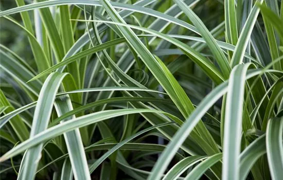 Carex – Weltenbummler und Anpassungskünstler Carex – Weltenbummler und Anpassungskünstler