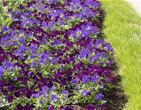 Klimazonen im Garten schaffen