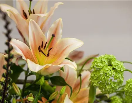 Lilien – Königinnen im Garten
