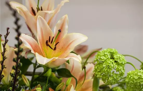 Lilien – Königinnen im Garten Lilien – Königinnen im Garten