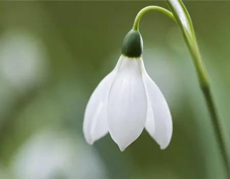 Schneeglöckchen pflanzen – Frühlingsboten im Garten