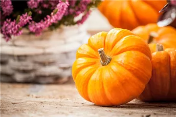 Der Nutzgarten: Selbstbedienung im eigenen Beet