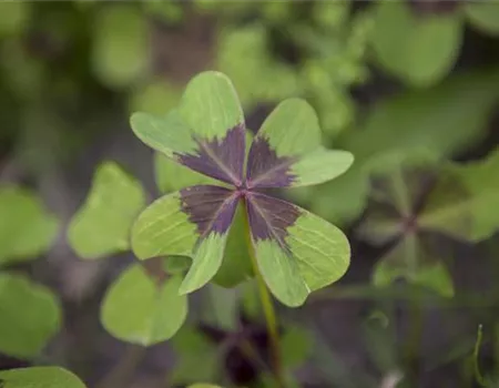 Vierblättriger Klee – Das Glück, das von einer Pflanze kommt