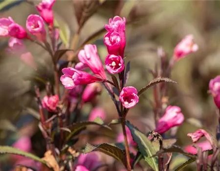 Weigelien – Blütenwunder und Augenweide