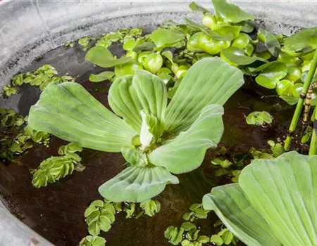 Voll im Trend: Der Indoorteich