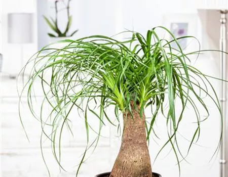 Elefantenfuß: der Dickhäuter unter den Zimmerpflanzen