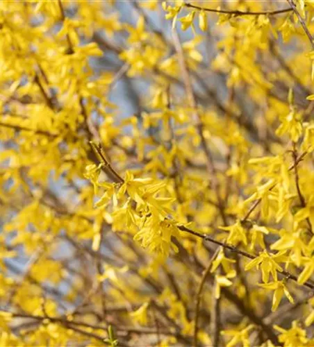 Forsythia 'Maree d'Or' -R-