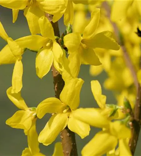 Forsythia 'Lynwood'