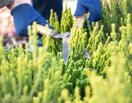 Für die Gesundheit – Rückschnitt im Frühling