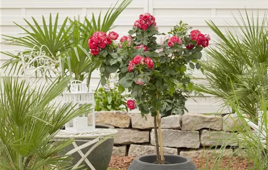 Raus aus dem Winterquartier - Frische Frühlingsluft für Kübelpflanzen Raus aus dem Winterquartier - Frische Frühlingsluft für Kübelpflanzen