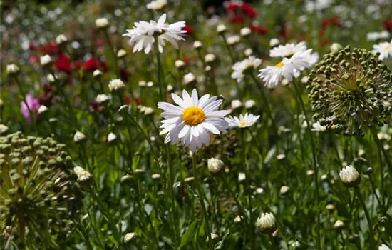 Wenn die Sinne Feste feiern – Duftpflanzen im Garten Wenn die Sinne Feste feiern – Duftpflanzen im Garten
