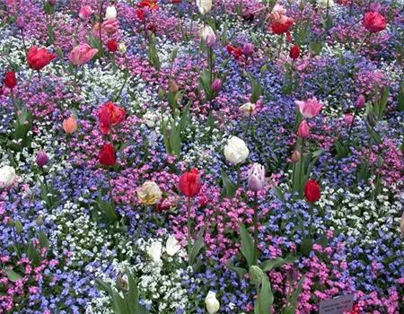 Die Frühblüher – Stars und Sternchen im Frühling