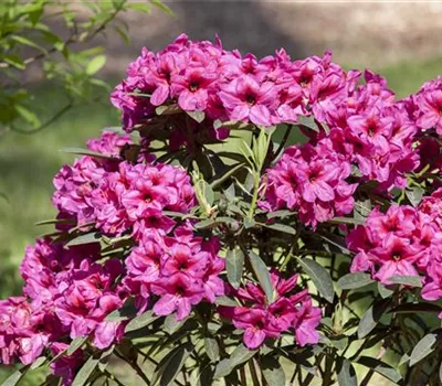 Rhododendron: Braune Knospen entfernen Rhododendron: Braune Knospen entfernen