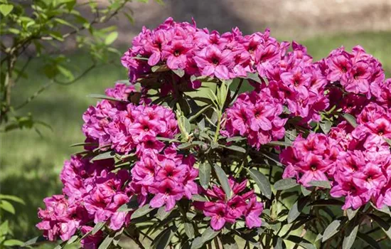 Verwelkte Blüten des Rhododendrons ausbrechen Verwelkte Blüten des Rhododendrons ausbrechen