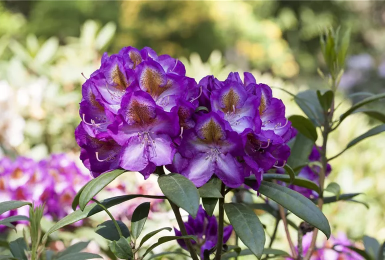 Rhododendron 'Blue Bell'