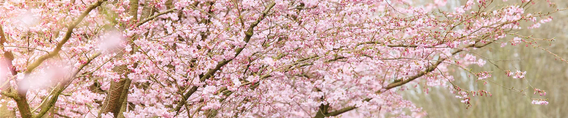 Prunus subhirtella 'Accolade' Prunus subhirtella 'Accolade'