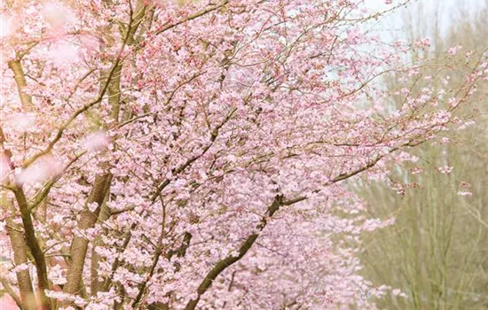 Die Zierkirsche – eine Schönheit ohne Starallüren  Die Zierkirsche – eine Schönheit ohne Starallüren