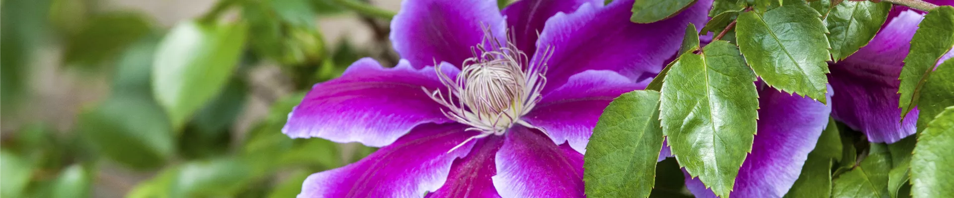 Clematis