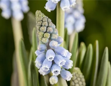Fliegende Ostertassen