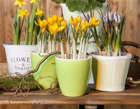 Frühling auf dem Balkon geht ohne bunte Blumen gar nicht