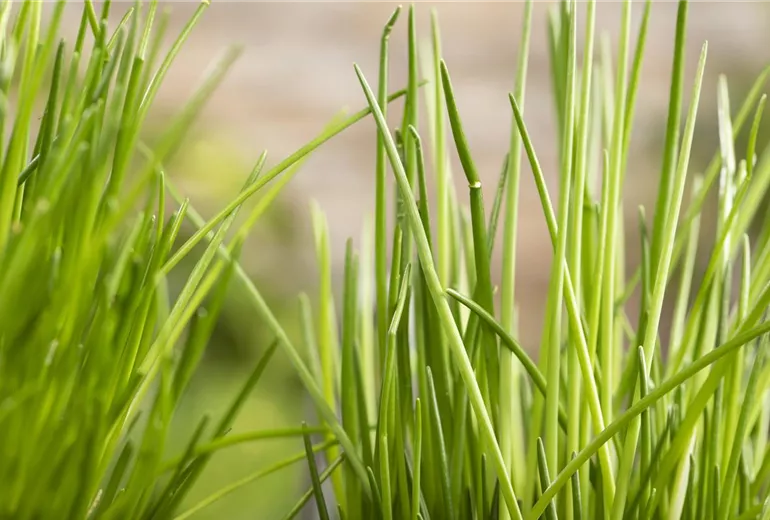 Allium schoenoprasum