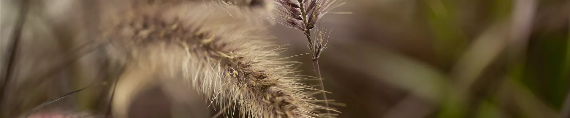 Pennisetum setaceum 'Red Fox' Pennisetum setaceum 'Red Fox'