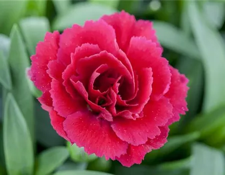 Der 1. Mai – was hat er mit Pflanzen und Blumen zu tun?