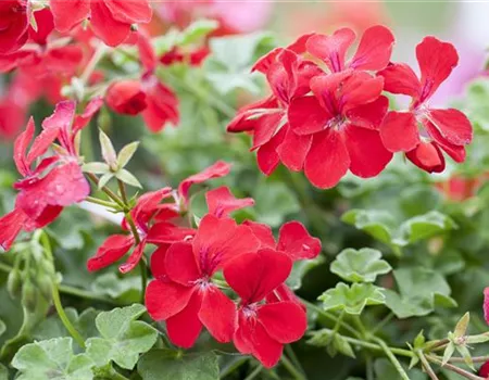 Die idealen Nachbarn für Geranien