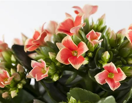 Die Kalanchoe - unsterbliche Schönheit