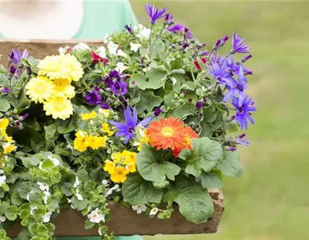 Dünger für Sommerblumen – der Extra-Kick für das Wachstum