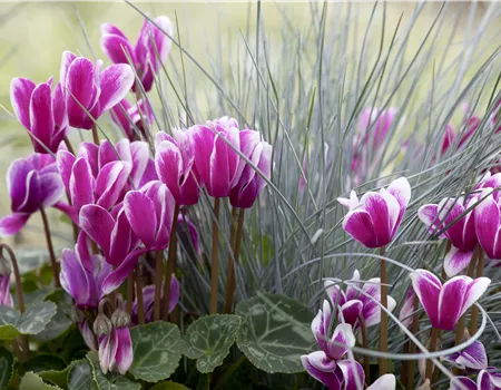 Alpenveilchen, zeitlose Klassiker 