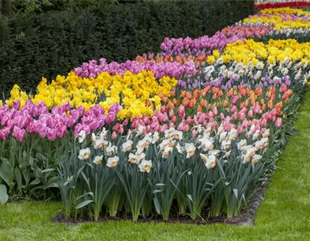 Das Blumenbeet pflegen: Gießen, düngen und schneiden