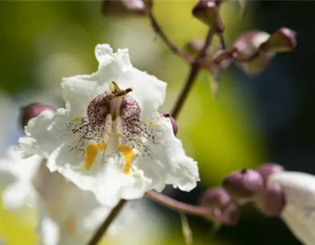 Exoten sorgen für besondere Hingucker im Garten